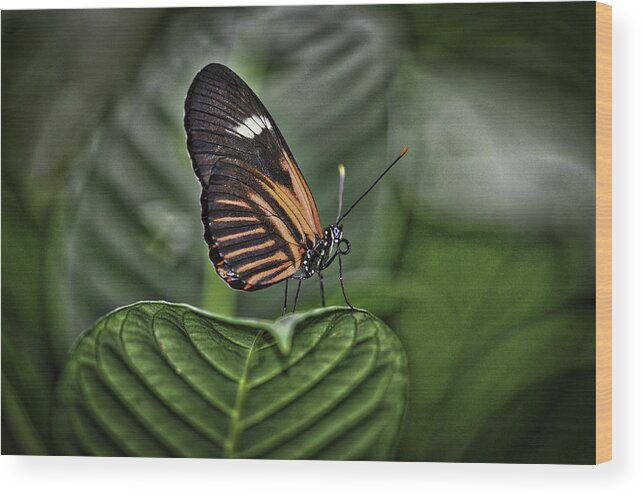 Butterflies Wood Print featuring the photograph Splash of White by Donald Brown