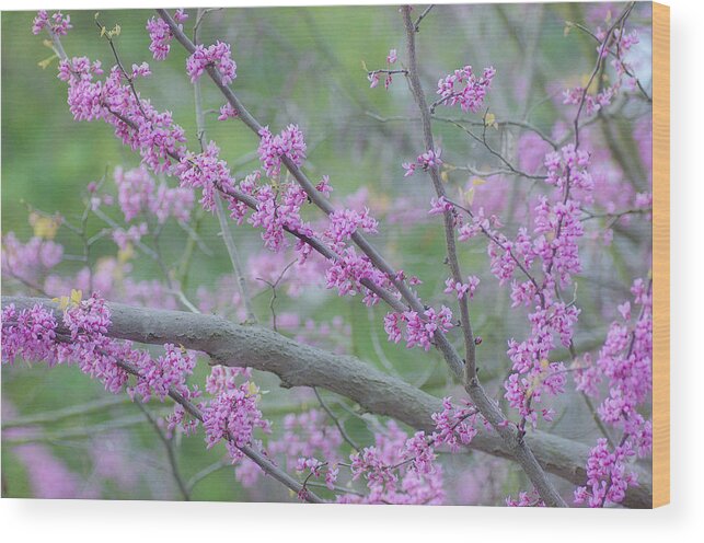 Pink Blossoms Wood Print featuring the photograph Splendor Of Spring 2 by Fraida Gutovich