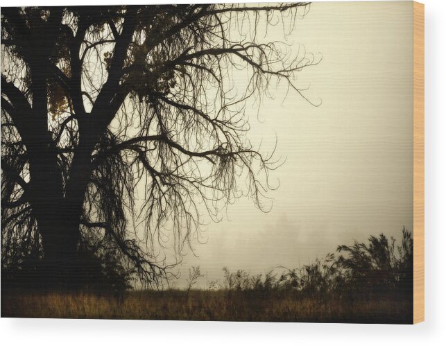 Fog Wood Print featuring the photograph Spooky Tree by Marilyn Hunt