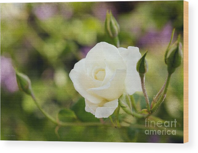 Flower Wood Print featuring the photograph Spotlights on The White Rose by Mary Jane Armstrong