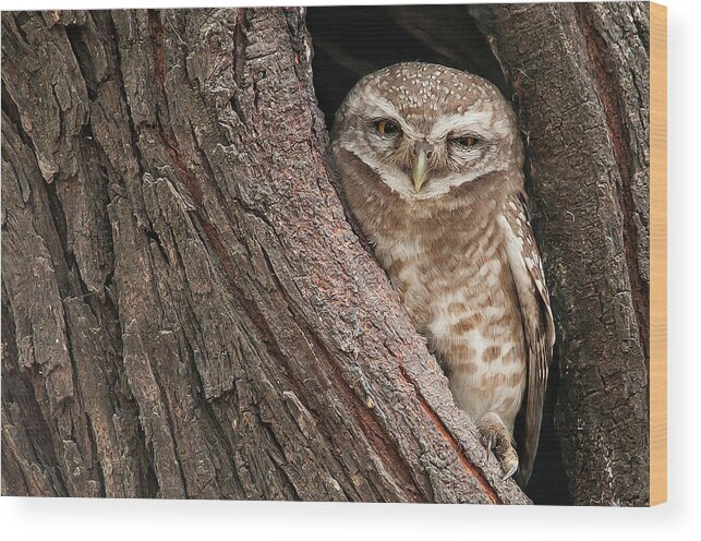 Owlet Wood Print featuring the photograph Spotted Owlet by Photography By Masood Hussain
