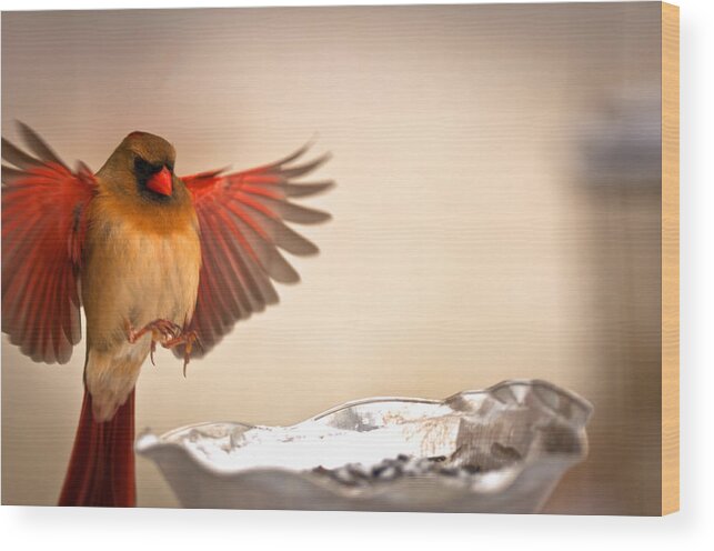 Spread Wing Landing Cardinal Red Birds Wood Print featuring the photograph Spread Wing Landing Cardinal by Randall Branham