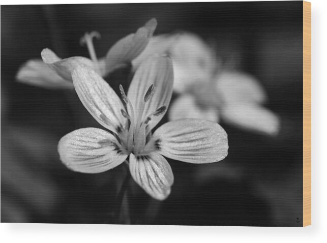 Spring Wood Print featuring the photograph Spring Beauty B-W by Minartesia