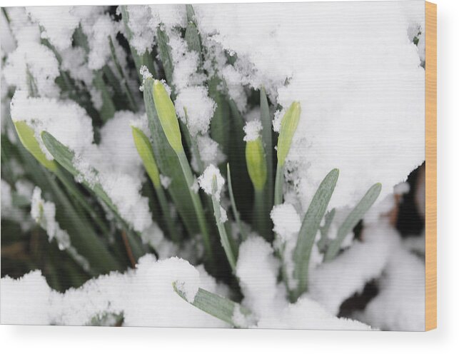 Daffodils Wood Print featuring the photograph Spring Chill by Wanda Brandon