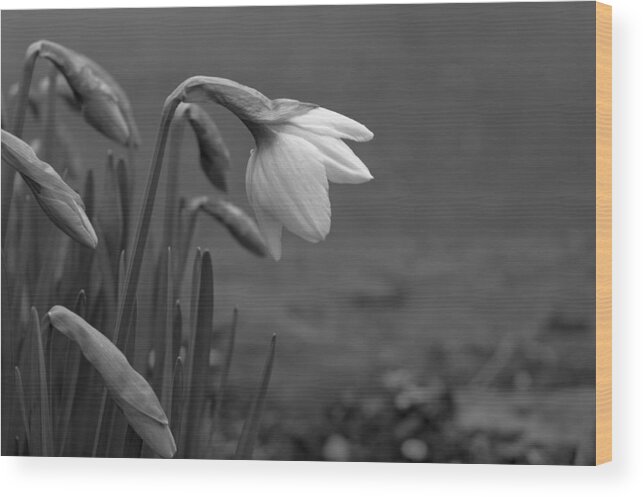 Flowers Wood Print featuring the photograph Spring Daffodils by Ron Roberts