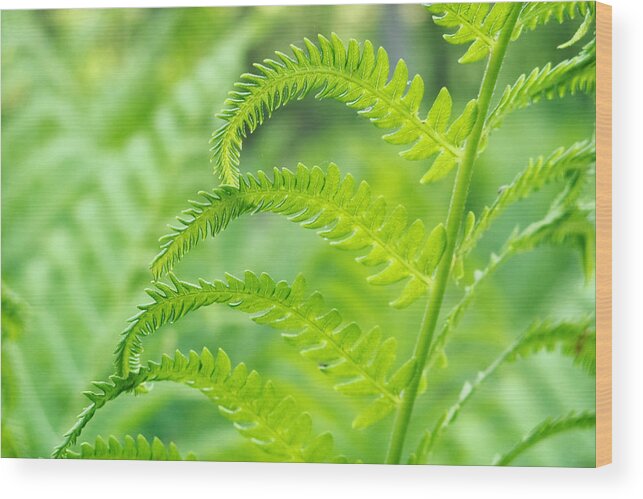 Flowers & Plants Wood Print featuring the photograph Spring Fern by Lars Lentz