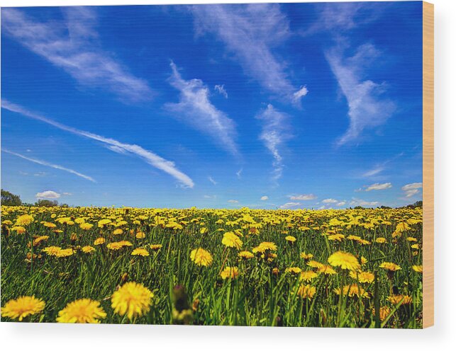 Dandelions Wood Print featuring the photograph Spring Fields by Anna-Lee Cappaert
