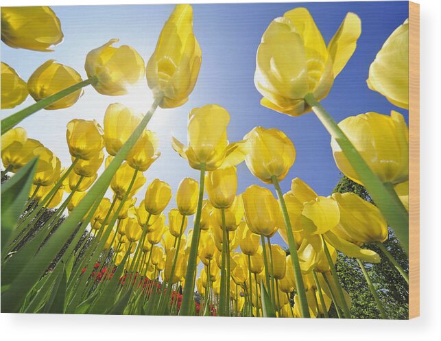 Colourful Wood Print featuring the photograph Spring flowers 5 by Arterra Picture Library