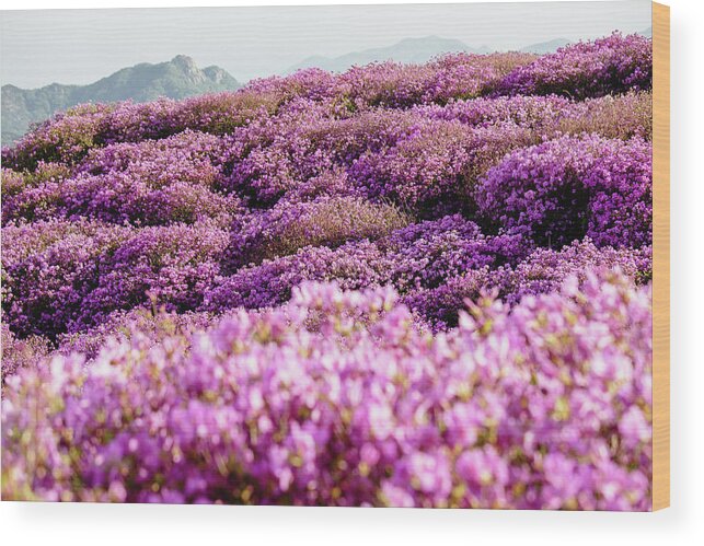 Purple Wood Print featuring the photograph Spring Flowers At The Hwangmaesan by Insung Jeon