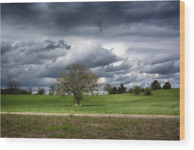 Spring Landscape Wood Print featuring the photograph Spring Greens by Dan Hefle