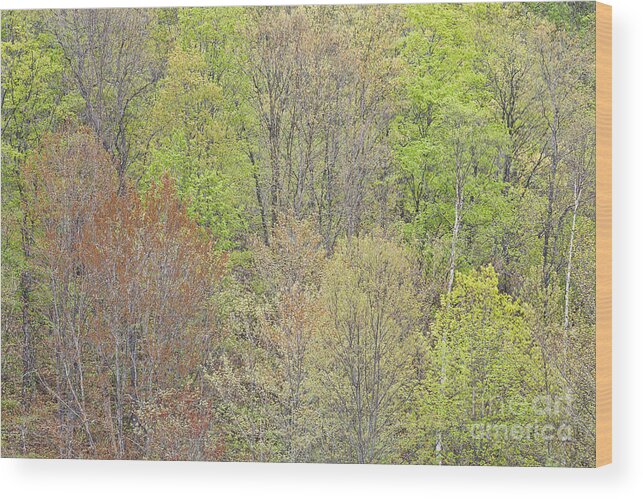 Spring Wood Print featuring the photograph Spring Hillside Foliage by Alan L Graham