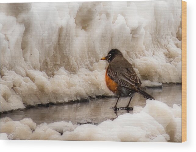 Robin Snow Snowbank Snowfall Blizzard Achilles Storm Snowstorm Spring Mixed Message Humour Humor Funny Ironic Irony Confused Confusing Confusion Weather Climate Change Bird Birds Birdwatching Feather Red Orange Brown Grey Gray White Wing Wings Beak Bill Weird Strange Turdus Migratorius Common Robin Wood Print featuring the photograph Spring in Minnesota by Tom Gort