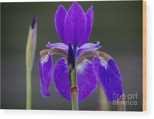 Flowers Wood Print featuring the photograph Spring Iris by Deborah Scannell