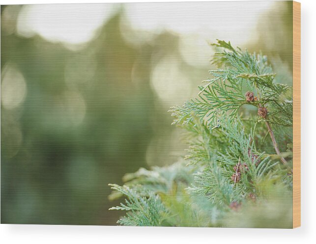 Flowerbed Wood Print featuring the photograph Spring Is Here by Cunfek