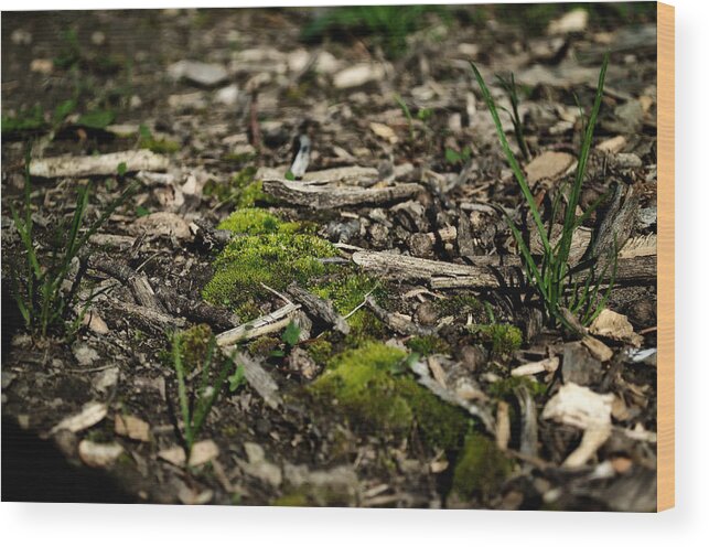 Grass Wood Print featuring the photograph Spring Moss by Jim Shackett