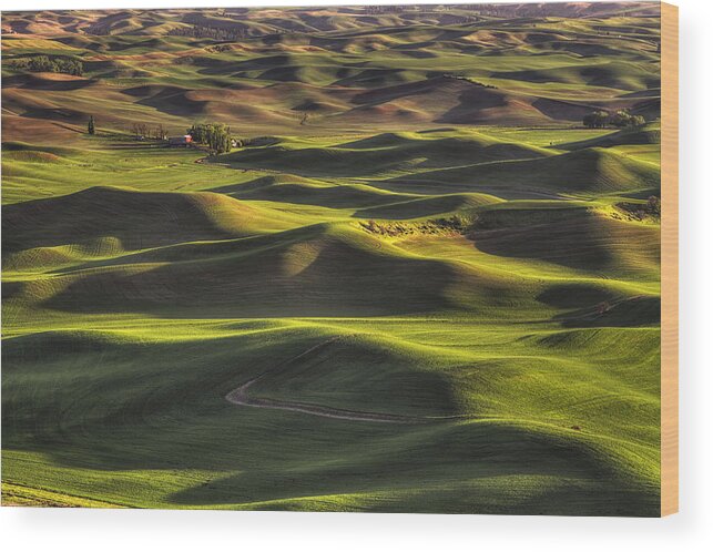 Wheat Wood Print featuring the photograph Spring on the Palouse by Mark Kiver