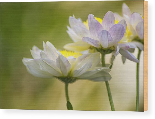 Flower Wood Print featuring the photograph Spring by Paulo Goncalves