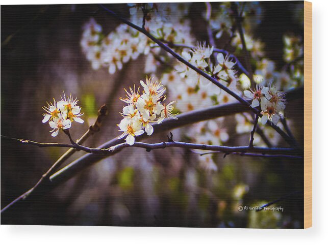 Spring Buds Wood Print featuring the photograph Spring Returns 2 by Al Griffin