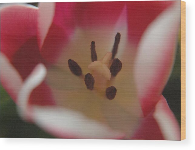 Flowers Wood Print featuring the photograph Spring Tulip by Sharin Gabl