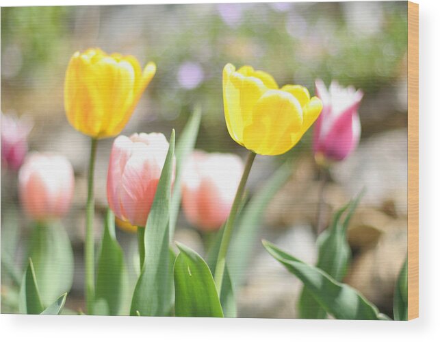 Tulip Wood Print featuring the photograph Spring Tulips by Hermes Fine Art