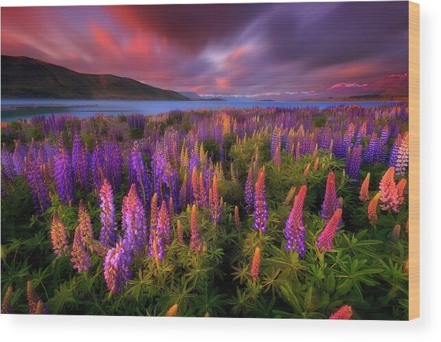 Lupines Wood Print featuring the photograph Springtime Rush by Patrick Marson Ong