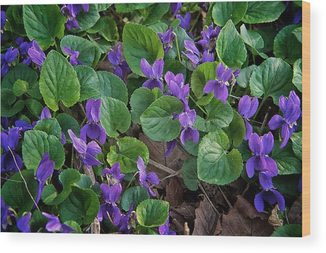 Flower Wood Print featuring the photograph Springtime Violets by Mary Lee Dereske