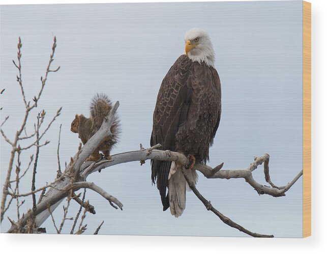 Eagle Wood Print featuring the photograph Squirrel Gets Perilously Close to a Bald Eagle by Tony Hake
