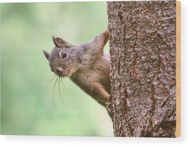 Squirrels Wood Print featuring the photograph Squirrel in a Tree by Peggy Collins