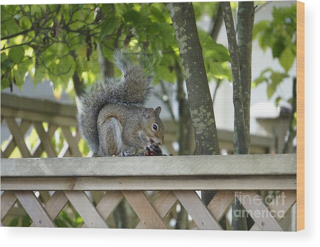 Squirrel Wood Print featuring the photograph Squirrel on the Backyard Fence by John Mitchell