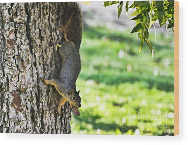 Nature Wood Print featuring the photograph Squirrel with pecan by Debbie Portwood