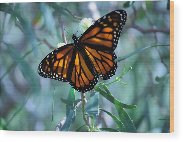 Butterfly Wood Print featuring the photograph Stained Glass Wings by Marcia Breznay