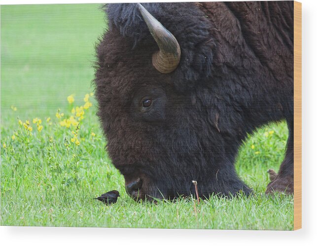 Buffalo Bull Canvas Print Wood Print featuring the photograph Stand Your Ground by Jim Garrison