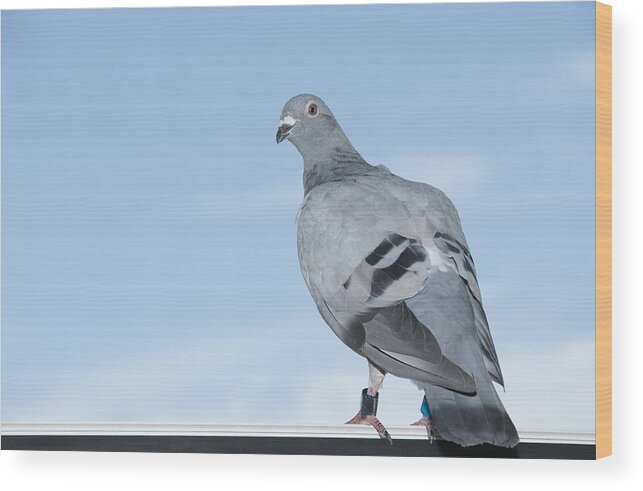 Animal Themes Wood Print featuring the photograph Standing homing pigeon looking leg-rings blue sky close-up by Wepix