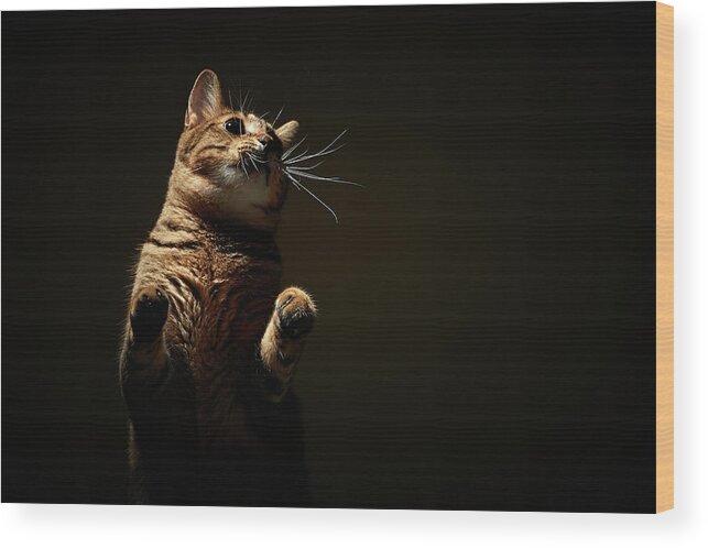 Pets Wood Print featuring the photograph Standing Spotlighted Cat by Akimasa Harada