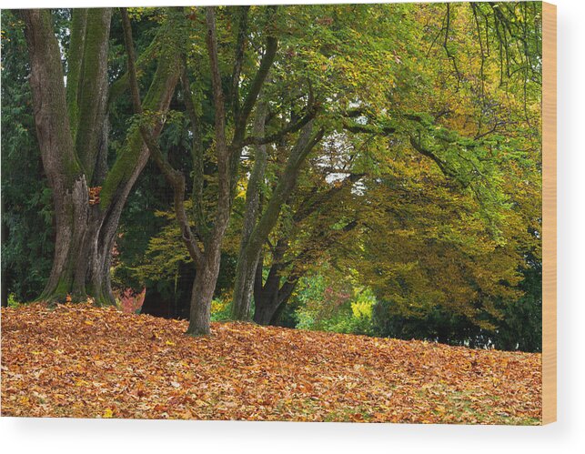 Attraction Wood Print featuring the photograph Stanley Park Fall Foliage by Michael Russell