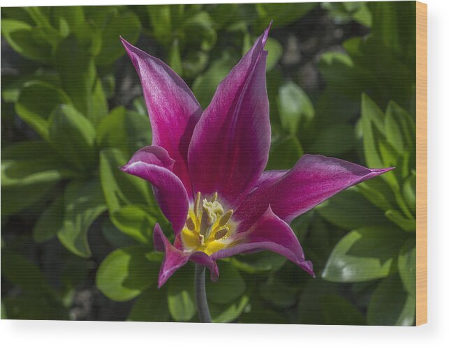 Flower Wood Print featuring the photograph Star Flower by Ian Mitchell
