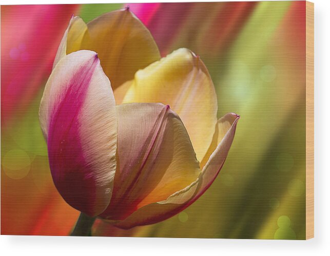 Fine Art Wood Print featuring the photograph Starburst Tulip by Bill and Linda Tiepelman