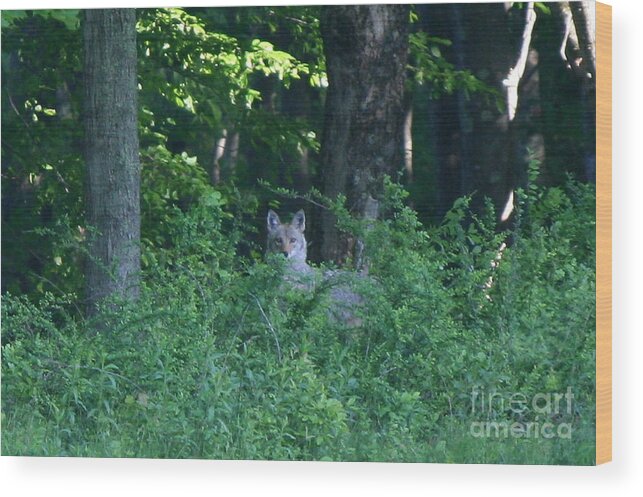 Coyote Wood Print featuring the photograph Eastern Coyote by Neal Eslinger