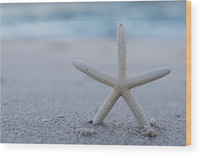 Starfish On Beach Seaside New Jersey Wood Print featuring the photograph Starfish on Beach Seaside New Jersey by Terry DeLuco