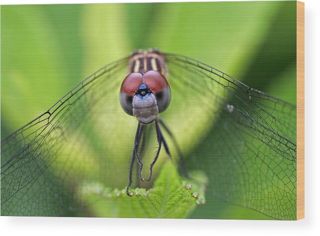 Dragonfly Wood Print featuring the photograph Staring Contest by Juergen Roth
