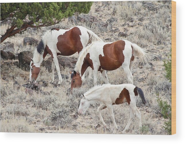 Horses Wood Print featuring the photograph Steens Wild Paints by Athena Mckinzie