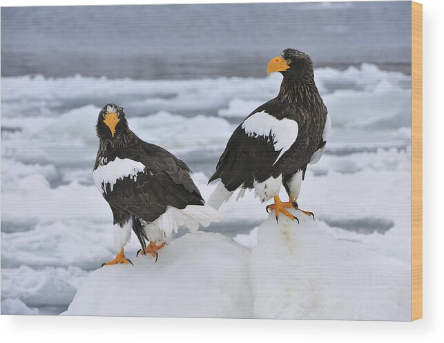 Thomas Marent Wood Print featuring the photograph Stellers Sea Eagles Hokkaido Japan by Thomas Marent