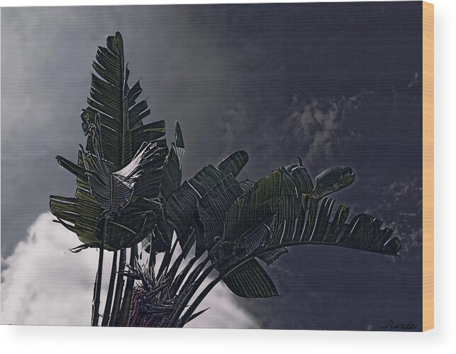 Tropical Wood Print featuring the photograph Banana Tree -Still in a Storm #3 by Renee Anderson