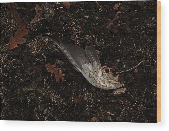Still Life With Bird Wing Wood Print featuring the digital art Still Life with Bird Wing by William Fields