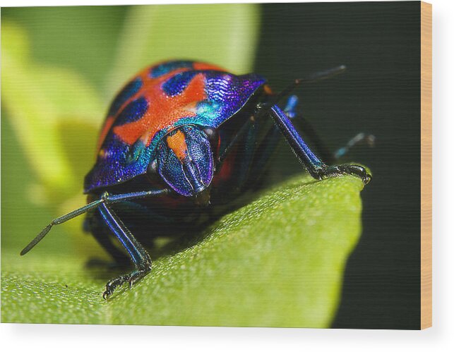 Stink Bug Wood Print featuring the photograph Stink bug 007 by Kevin Chippindall