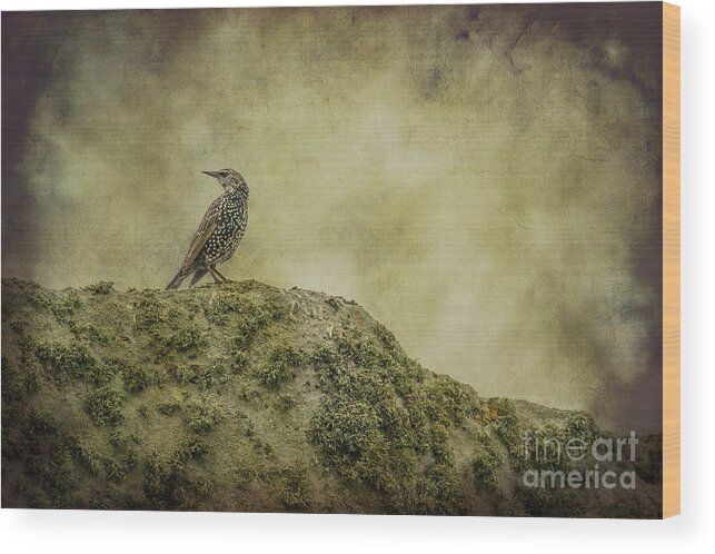 England Wood Print featuring the photograph Stonehenge Birds 3 by Clare Bambers