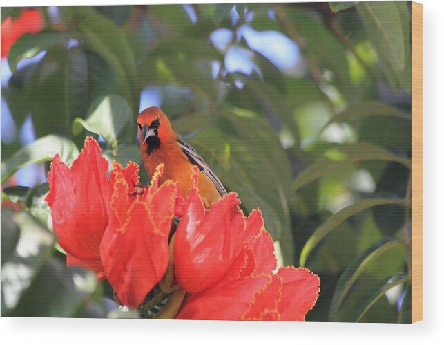 Streak-backed Oriole Wood Print featuring the photograph Streak-Backed Oriole by Shane Bechler
