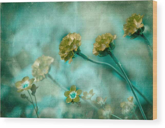 Flowers Wood Print featuring the photograph Stretching Toward Morning by Bonnie Bruno