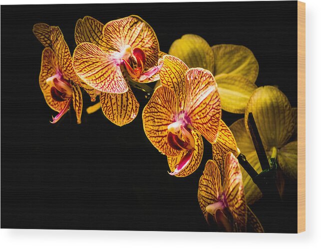 Orchid Wood Print featuring the photograph Striped Orchids 2 by George Kenhan