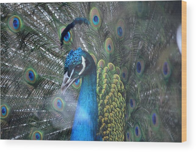 Peacock Wood Print featuring the photograph Strutting by Lisa Kane